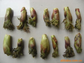 文县欣源农副产品加工厂野生菜类产品列表简介